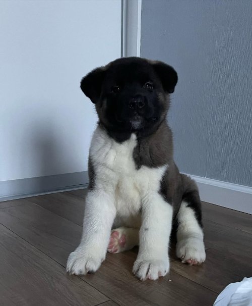 Akita Dog Puppy for Sale 