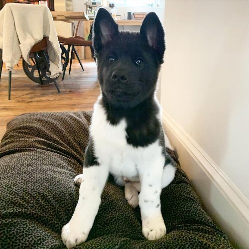 Akita dog Puppy for Sale