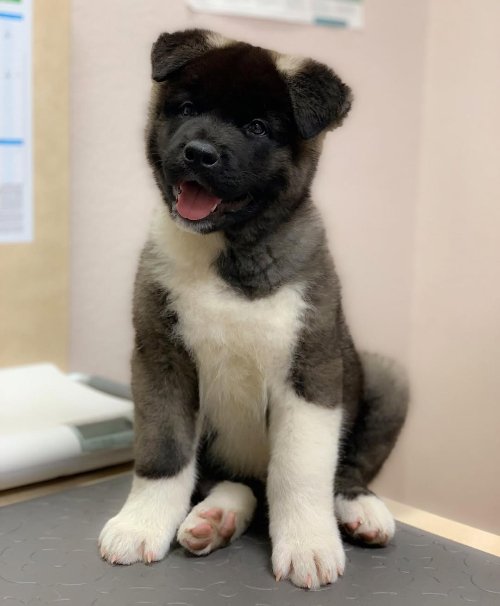 Akita Puppies for Sale