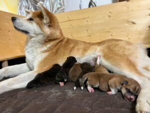 Akita Dog Puppy for Sale 