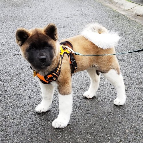 Akita Dog Puppy for Sale 