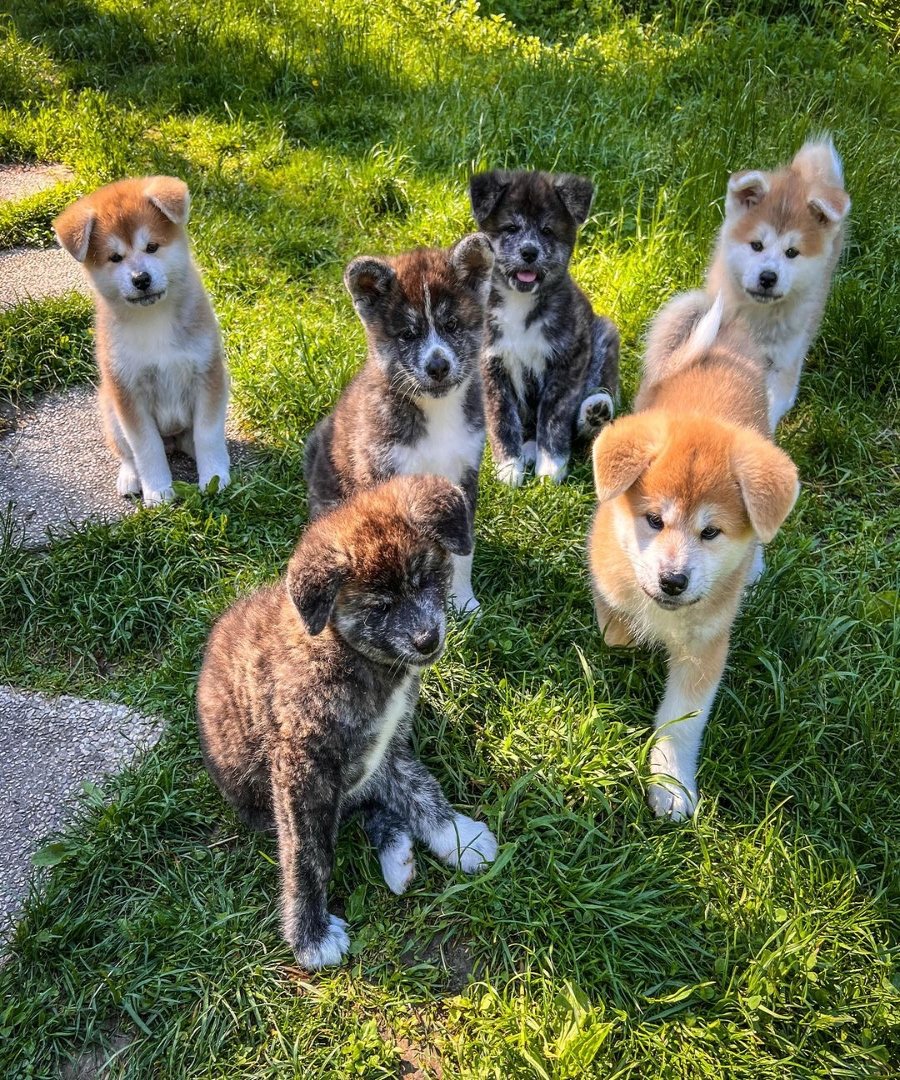 Akita dog Puppy for Sale 