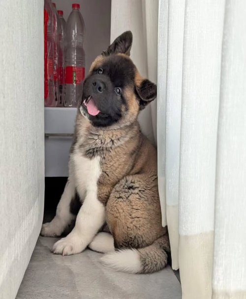 Akita  puppies for Sale