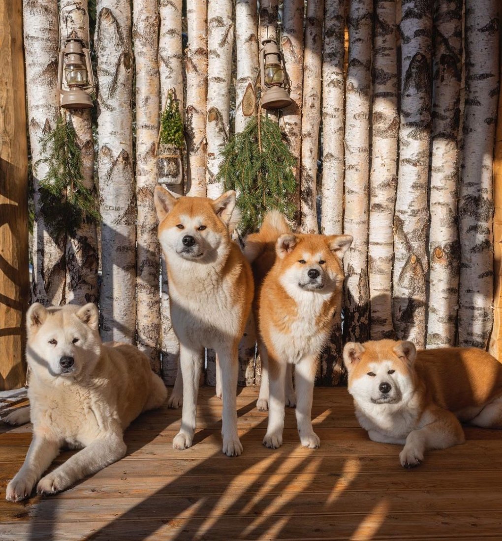 Akita Breeders Near me