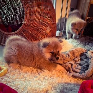 Akita Dog Puppy for Sale