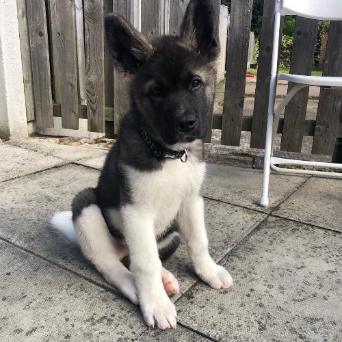 Akita Dog Puppy for Sale 