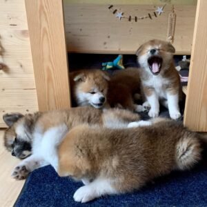 Akita Dog Puppy for Sale